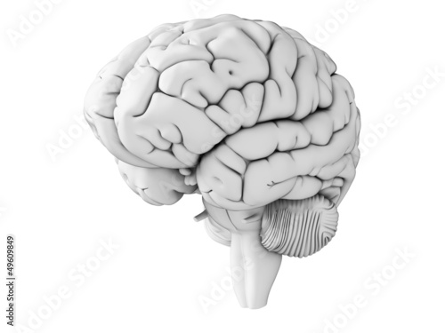 Illustration: 3d rendered illustration - white brian 3d rendered illustration - white brian
