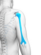 3d rendered illustration - humerus