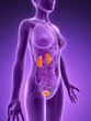 3d rendered illustration - urinary system