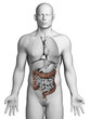 3d rendered illustration - colon