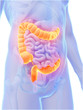3d rendered illustration - colon