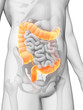 3d rendered illustration - colon