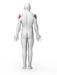 3d rendered illustration - deltoid muscle