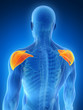 3d rendered illustration - shoulder muscle