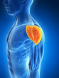 3d rendered illustration - shoulder muscle