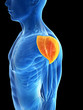 3d rendered illustration - shoulder muscle