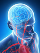 3d rendered illustration - male brain
