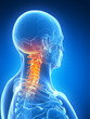3d rendered illustration - skeletal neck