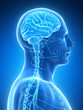3d rendered illustration - male brain