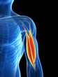 3d rendered illustration - biceps