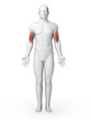3d rendered illustration - biceps