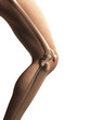 3d rendered illustration - anatomy of the knee