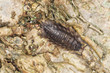 Woodlouse on oak, macro photo with high magnification