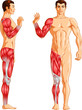 Vector illustration of Human arm and leg muscles.