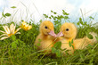 Two ducklings in grass