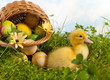 Baby duckling with easter eggs