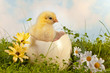 Photo: Easter chick in the garden Easter chick in the garden