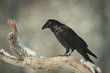 Foto: Common Raven Common Raven