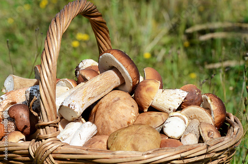 Photo: Basket with boletus edulis on grass Basket with boletus edulis on grass