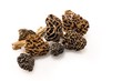 Morilles_Morchella.
