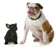 big dog small dog