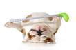 retired dog