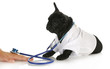 veterinary care