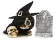 halloween dog