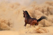 Photo: Arabian horse running out of the Desert Storm Arabian horse running out of the Desert Storm