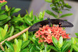 Common mormon butterfy