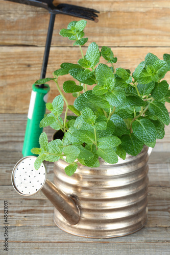Photo: Fresh mint in watering pot Fresh mint in watering pot