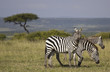 Tres zebras y una acacia