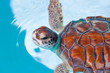 Baby turtle in the water, Mexico