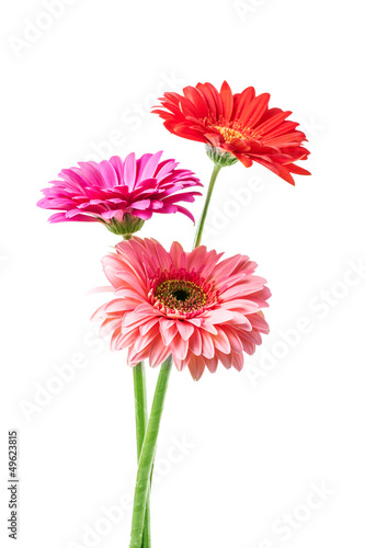 Photo: gerbera flowers gerbera flowers