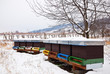 Foto: Bienenkästen im Winter Bienenkästen im Winter