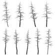 Silhouettes of old trees without leaves (deadwood).