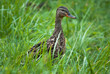 wild duck in the grass