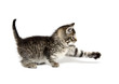Cute tabby kitten