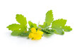 Celandine flower (Chelidonium mahus) isolated on white backgroun