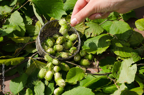 Photo: hazel nut wicker metal dish woman hand hold nut hazel nut wicker metal dish woman hand hold nut