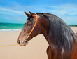 Photo: portrait of Andalusian bay stallion at ocean background portrait of Andalusian bay stallion at ocean background