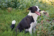 dog sitting in the grass
