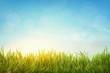 Foto: Green grass Green grass