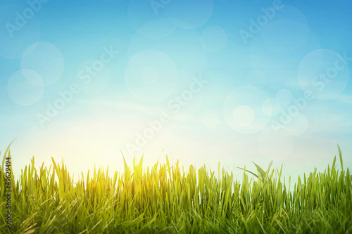 Photo: Green grass Green grass