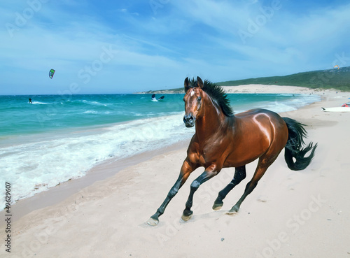 Photo: galloping bay sportive german stallion in open manege galloping bay sportive german stallion in open manege