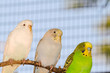 Parakeets