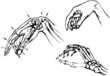 Anatomy of the human wrist