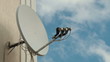 Satellite Television Dish