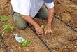 Agricultor plantando tomates