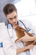 Photo: Vet holding pet rabbit patient Vet holding pet rabbit patient